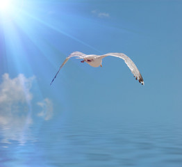 seagull