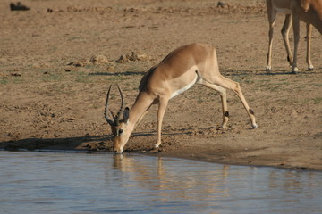 Impala at water hole