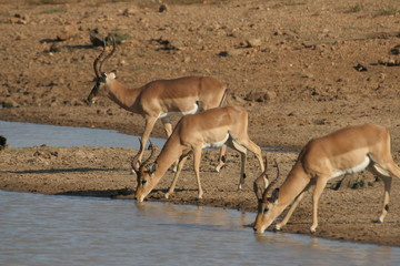 Impalas at water hole
