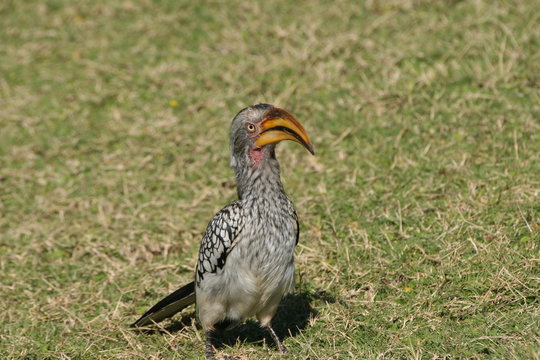 Hornbill