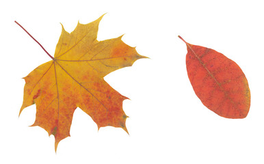 yellow and brown autumn leaf isolated on white