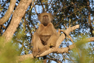 Lazy Baboon
