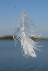 Schwebende Feder vor blauem Himmel