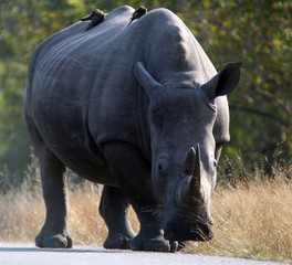 Naklejka premium Rhino