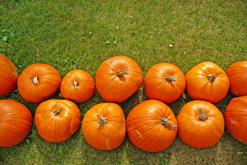 Pumpkin rows on grass background