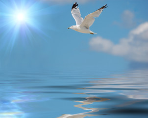 seagull