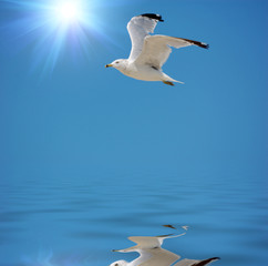 seagull