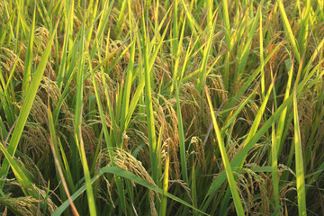 rice field