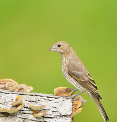 Rose-breasted Grosbeak (female)