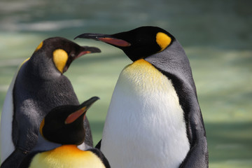 Three Emperor Penguins