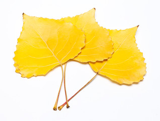 yellow leaves