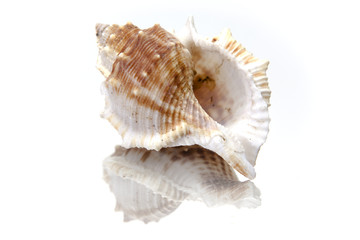Seashell on White Background With Reflection