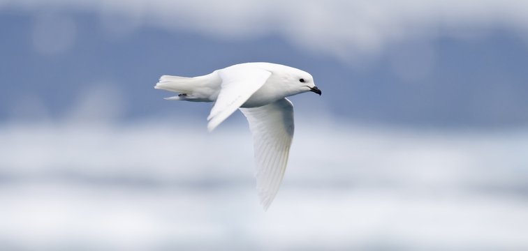 Snow Petrel in Flight