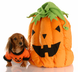 long haired dachshund dressed up with halloween pumpkin