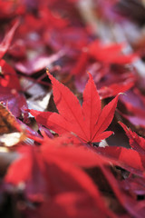 モミジの落ち葉