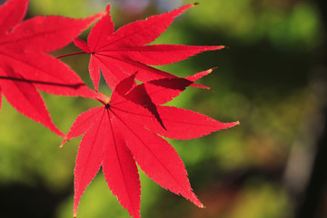 紅葉