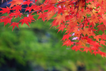 紅葉