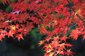 紅葉