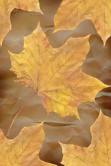 Plakat Autmn leaves