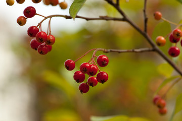 Vogelbeeren