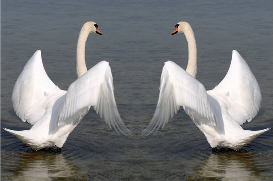 Schwan verdoppelt