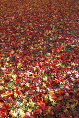 Obraz premium モミジの落ち葉