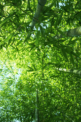 竹林