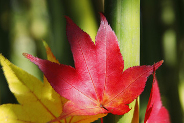 紅葉と竹
