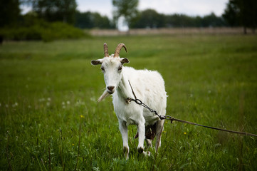 Goat