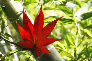 紅葉と竹