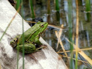 La grenouille au repos.