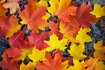 colorful autumn leaves background