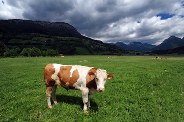 Cow in a grass field