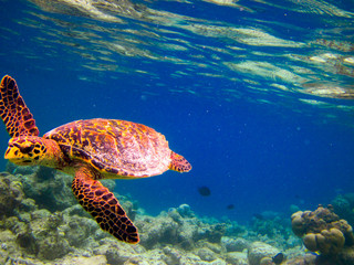 Hawksbill Turtle swiming like flying