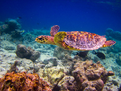 Hawksbill Turtle swiming like flying
