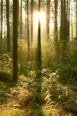Plexiglas foto achterwand Coniferous forest in the morning in the warm glow of the sun © Aniszewski