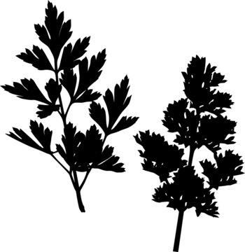 black parsley leaves on white background clip art preview
