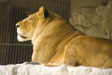lion in captivity