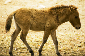 colt wild horse Prozhivalsky