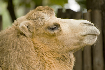 head of the white camel