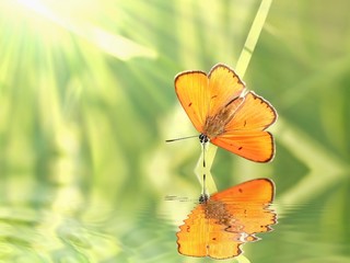 Butterfly rests on the blade of grass in the early morning