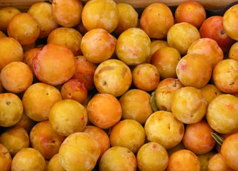 Apricots