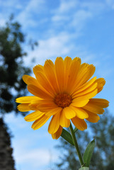 Ringelblume