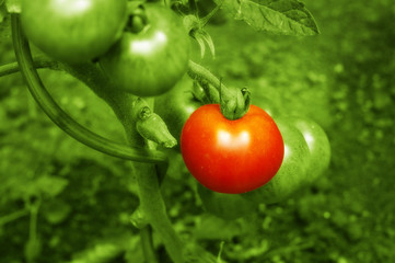Tomate