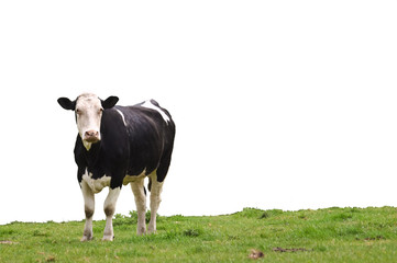 Cow on Grass