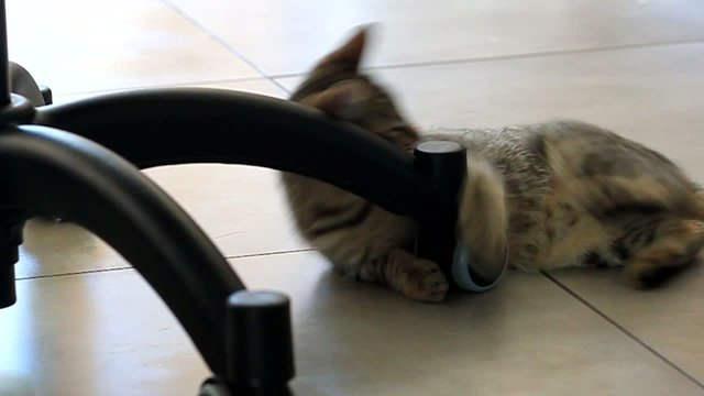 chaton jouant autour de la chaise