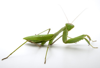 pray mantis