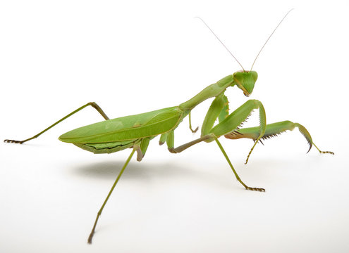 Pray Mantis