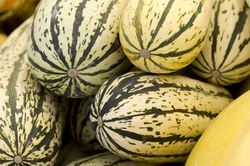 Black striped delicate squash
