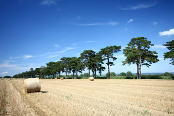 hay bale